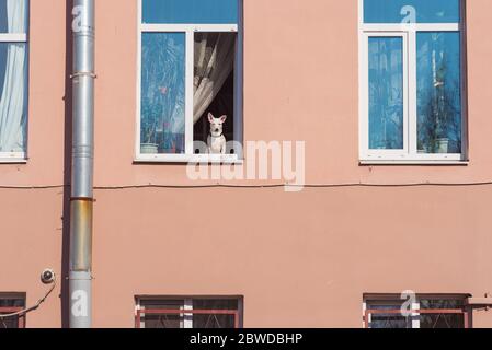 Il cane guarda fuori da una finestra aperta di un edificio a più piani durante l'epidemia di coronavirus. Anche gli animali domestici possono essere stressanti. Foto Stock