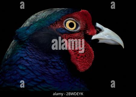 Profilo di un fagiano comune (Phasianus colchicus) isolato su sfondo nero Foto Stock