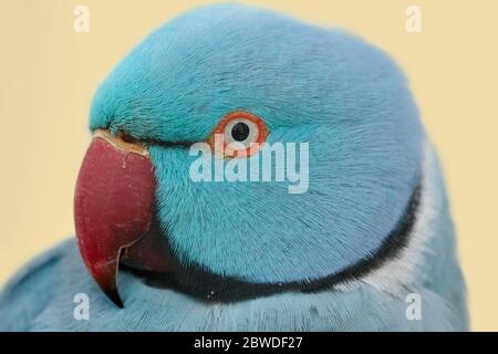 Primo piano di un parakeet blu con anello rosa (Psittacula krameri) isolato su sfondo giallo Foto Stock