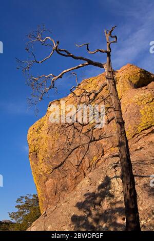 Le formazioni rocciose in Chiricahua National Monument, Willcox, Cochise County, Arizona, Stati Uniti d'America Foto Stock