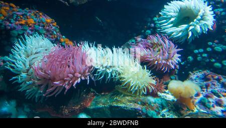 Anemoni marini sott'acqua Foto Stock