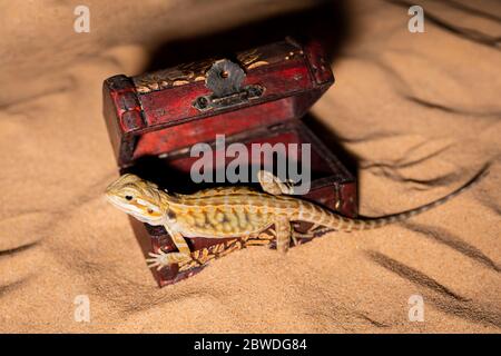 pogona vitticeps lucertola. Lucertola australiana del drago. La lucertola di AGAMA si trova in un tesoro aperto su uno sfondo di sabbia. Primo piano, rettili esotici. Leatherback Het traslucido Hypo Morph. Foto Stock