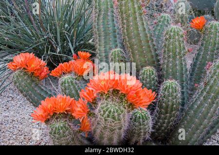 Claret Cup Cactus, Desert Botanical Garden, Phoenix, Arizona, Stati Uniti d'America Foto Stock