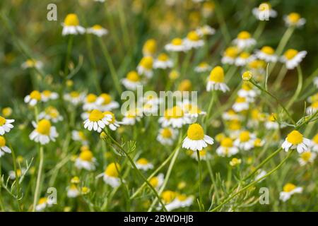 Camomilla (Matricaria chamomilla) in piena fioritura, Isehara Città, Prefettura di Kanagawa, Giappone Foto Stock