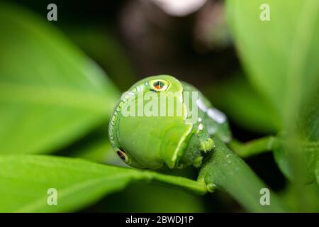 Larva di coda di rondine asiatica (Papilio xuthus), sull'albero arancione di Mikan, Isehara City, Prefettura di Kanagawa, Giappone Foto Stock