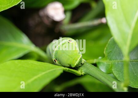 Larva di coda di rondine asiatica (Papilio xuthus), sull'albero arancione di Mikan, Isehara City, Prefettura di Kanagawa, Giappone Foto Stock