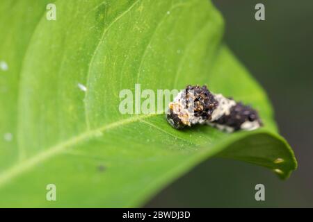 Larva di coda di rondine asiatica (Papilio xuthus), sull'albero arancione di Mikan, Isehara City, Prefettura di Kanagawa, Giappone Foto Stock