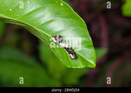 Larva di coda di rondine asiatica (Papilio xuthus), sull'albero arancione di Mikan, Isehara City, Prefettura di Kanagawa, Giappone Foto Stock