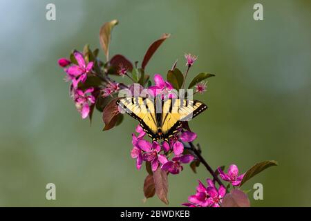 Farfalla della coda di rondine della tigre orientale su un albero di crabmela fiorito. Foto Stock