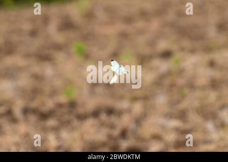 Comportamento di courtship della farfalla di cavolo (Pieris rapae), città di Isehara, Prefettura di Kanagawa, Giappone Foto Stock