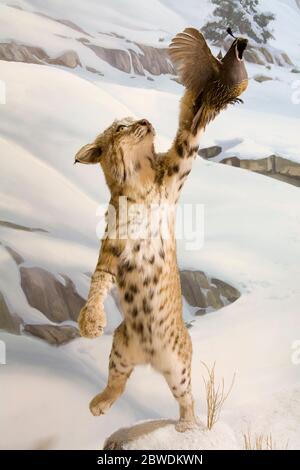 Bobcat, International Wildlife Museum, Tucson, Pima County, Arizona, Stati Uniti Foto Stock