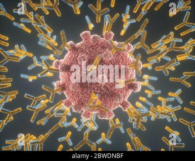 Sistema immunologico, anticorpi che attaccano il virus covid-19. Illustrazione 3D, concetto del sistema di difesa del corpo. Anticorpo a forma di Y che attacca il Foto Stock