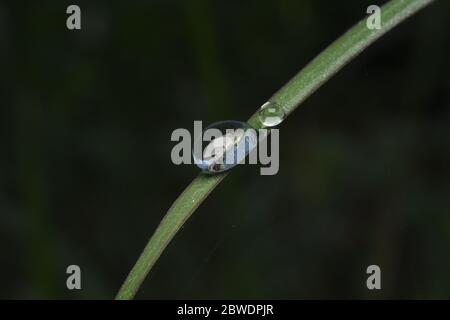 Mattina dew globules su un'erba verde curva in natura Foto Stock
