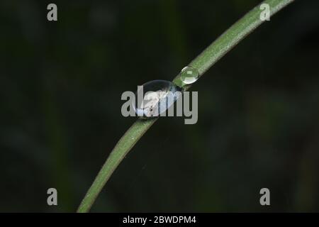 Mattina dew globules su un'erba verde curva in natura Foto Stock