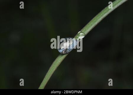 Mattina dew globules su un'erba verde curva in natura Foto Stock
