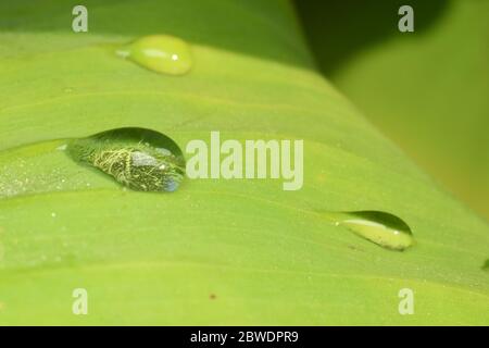 Globuli di rugiada mattutini su foglia verde in natura Foto Stock