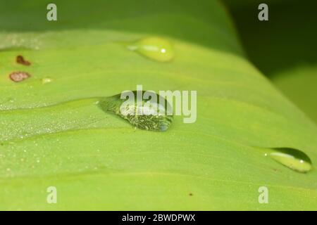 Globuli di rugiada mattutini su foglia verde in natura Foto Stock