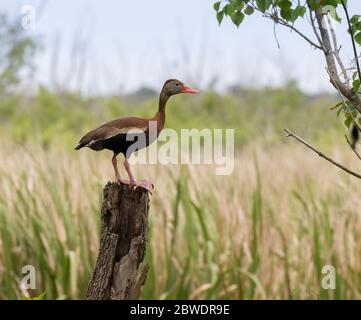 L'anatra fischiante dal colore nero (Dendrocyna autumnalis) sullo stumb dell'albero Foto Stock