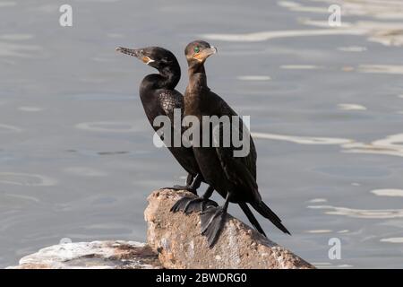 La coppia di cormorani a doppia cresta seduti sulla roccia, Galveston Pier 21, Texas, USA Foto Stock