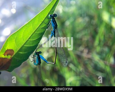 Accoppiamento due libellule blu sulla foglia. Primo piano di due belle damselflies mate durante la stagione di riproduzione su una foglia con sfondo sfocato. SP Foto Stock