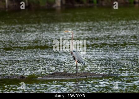 Splendido Great Blue Heron che si erge maestosamente su una piccola isola in un laghetto verde vicino alla Chesapeake Bay Foto Stock