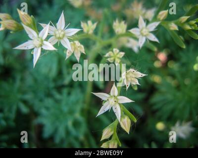 Primo piano di fiori di alpina su uno sfondo sfocato. Foto Stock