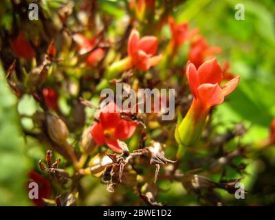 Primo piano di Kalanchoe o Widow's-emozionante fiore rosso. Kalanchoe, o kal-un-KOH-ee, o kal-un-kee, ha scritto anche Kalanchöe o Kalanchoë. Foto Stock