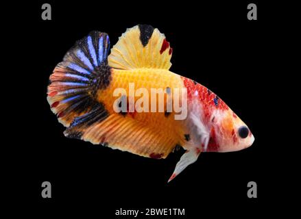 Betta Koi Nemo base giallo Halfmoon Plakat HMPK maschio o Plakat Fighting Fish Splendens in Black Backgrounder. Foto Stock