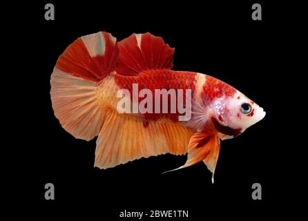 Betta Koi Nemo Halfmoon Plakat HMPK maschio o Plakat Fighting Fish Splendens in Black Backgrounder. Foto Stock