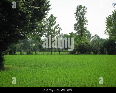 Green risone spring.Organic campo campi di riso paddy campo circondato da alberi in Iran, Gilan. Terreni agricoli rurali in primavera. La natura dello sfondo. Foto Stock