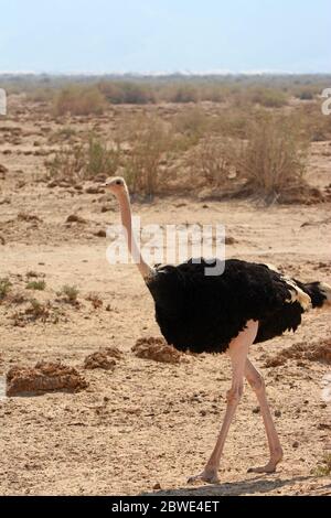 Struzzo - passeggiata maschile nel deserto Foto Stock