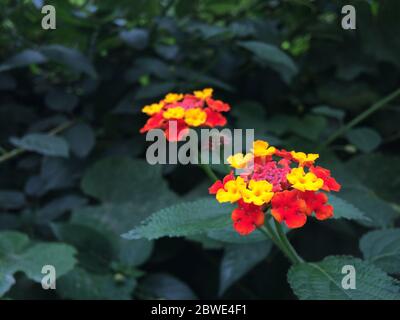 Fiori colorati di Verbene sono fioriti nel giardino. Fiori rossi e gialli di Verbena Hybrida. Sfondo sfocato. Vista laterale. Foto Stock