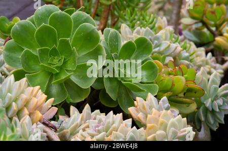 Piante succulente sane closeup Foto Stock