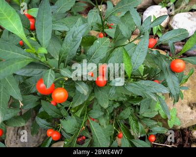 Solanum pseudocapsicum Gerusalemme Ciliegio. Pianta di ciliegio invernale Solanum Pseudocapsicum pianta ornamentale per Natale. Vista dall'alto. Primo piano. Foto Stock
