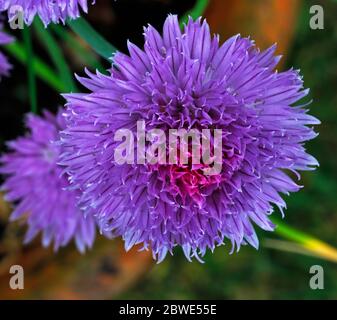 La testa di fiore di Chives, Allium schoenoprasum, coltivata in un piccolo giardino all'inglese confine. Foto Stock