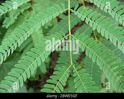 Gleditsia ramo di albero primo piano. La gleditsia verde parte in estate. Gleditsia triacanthos con sfondo verde. Famiglia Fabaceae. Acacia. Titolo. Testo. Foto Stock