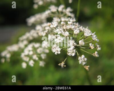 White wild Cicuta virosa fiore in sfondo verde. La cicuta succursale con piccoli fiori bianchi in estate. Primo piano della pianta mortale. Foto Stock