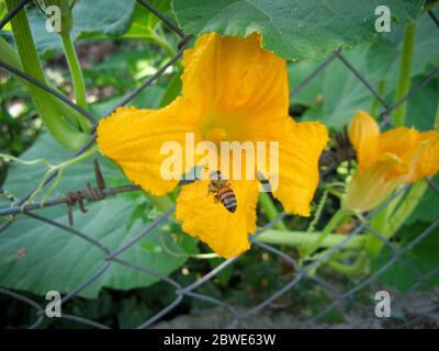 Un'ape zucca gialla fiore. Un'ape vola sulla zucca gialla fiore in una mattina d'estate. close up di un ape su il pestello di un enorme zucca gialla Foto Stock