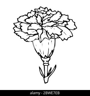 Disegno del contorno del fiore del garofano in nero isolato su sfondo bianco, illustrazione vettoriale del magazzino per disegno e decorazione, adesivo, modello, logo, Illustrazione Vettoriale