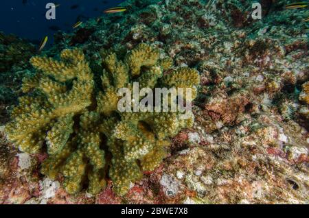 Corallo sassoso, Pocillopora elegans, Pocilloporidae, Coiba National Park, Panama, Oceano Pacifico occidentale Foto Stock
