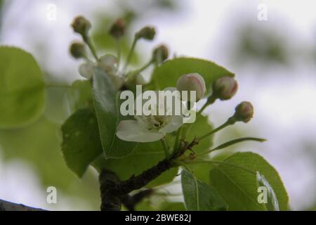 Albero da frutta fiorisce in marzo. Inizio della primavera. Melo fiorisce. Racemo di melo. Blossom blooming su albero in primavera. Fioritura di Apple Foto Stock