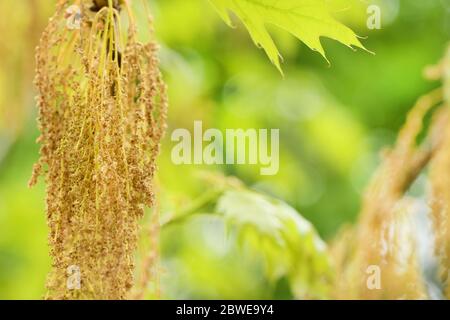 Acer negundo o acero di cenere, è una specie di acero nativo. Foto ad alta risoluzione. Messa a fuoco selettiva. Foto Stock