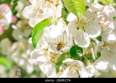 Belle gemme bianche fiorite con ape che raccoglie nettare e polline in estate Foto Stock