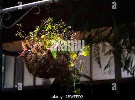 Cesto di fiori appeso sul palo della lampada su una strada di notte Foto Stock