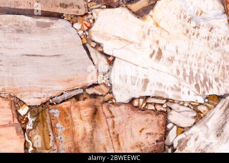 Legno naturale pietrificato con superficie lucida. Foto Stock
