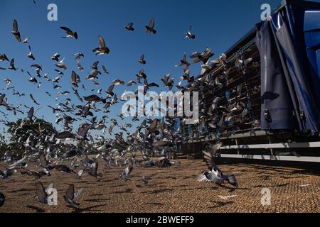 4,465 piccioni appartenenti ai membri della Barnsley Federation of Racing Pigeons sono rilasciati al Wicksteed Park di Kettering, Northamptonshire, in quanto le corse di piccioni sono il primo sport di spettatori a tornare in seguito all'allentamento delle restrizioni di blocco in Inghilterra. Foto Stock
