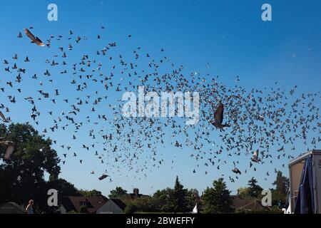 4,465 piccioni appartenenti ai membri della Barnsley Federation of Racing Pigeons sono rilasciati al Wicksteed Park di Kettering, Northamptonshire, in quanto le corse di piccioni sono il primo sport di spettatori a tornare in seguito all'allentamento delle restrizioni di blocco in Inghilterra. Foto Stock