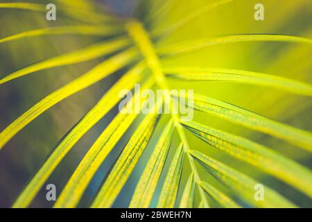 Layout creativo di motivi naturali fatto di fiori tropicali e foglie. Foto Stock