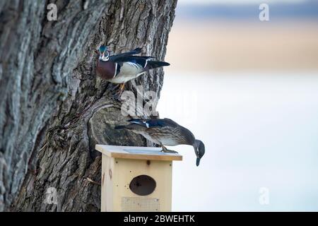 Drake anatra legno appollaiato su un albero sopra una gallina su una scatola di nidificazione. Foto Stock