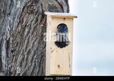 Gallina anatra di legno che entra in una scatola di nidificazione. Foto Stock